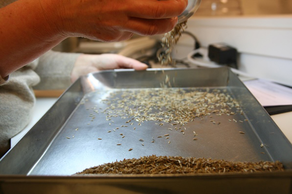 Seeds on a tray being tested.